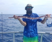 Trumpet Fish