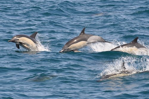 dolphin cruises