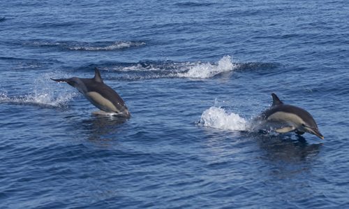 myrtle beach dolphin