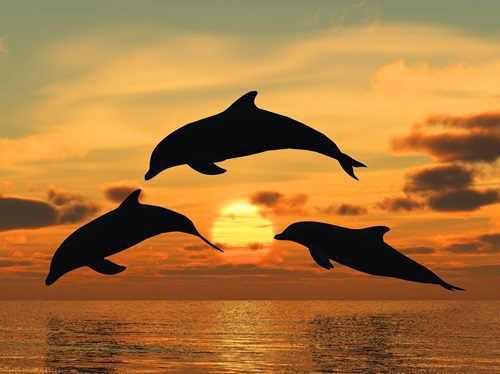 dolphin watch in Myrtle Beach SC