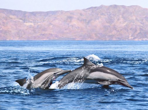 dolphin cruises in Myrtle Beach SC
