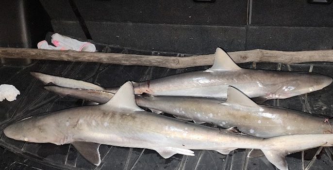 Four small sharks lying on a dark surface beside a wooden stick.
