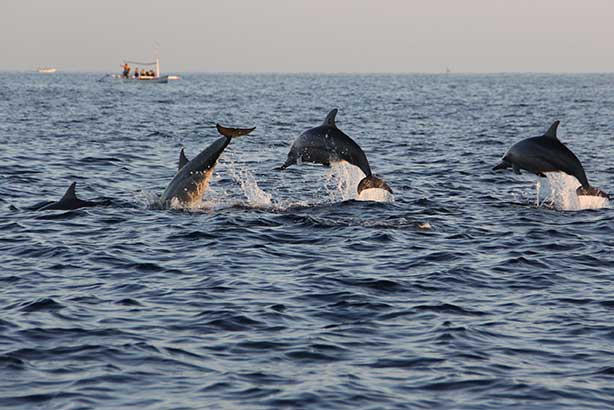 Dolphin Watching Tours Super Voyager Deep Sea Fishing
