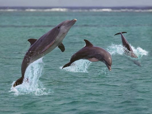 What a Dolphin Cruise Can Teach You About Marine Life