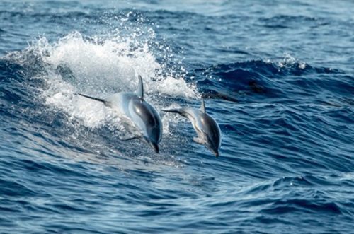 Discover the Joy of a Dolphin Cruise Adventure