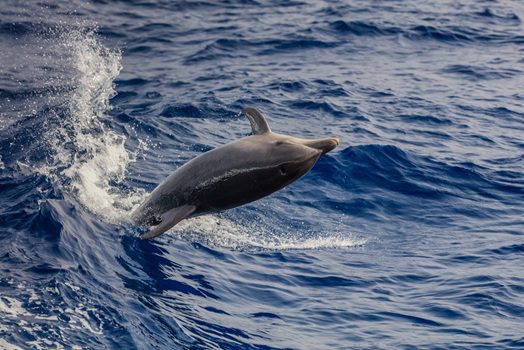 When Is the Best Time to Take a Dolphin Cruise