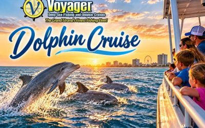 What Can You Learn About Dolphins on a Dolphin Cruise?