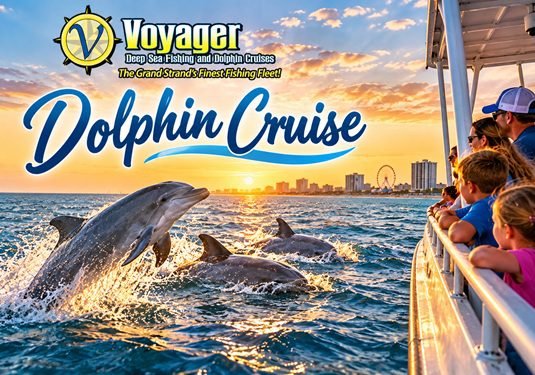 What Can You Learn About Dolphins on a Dolphin Cruise?