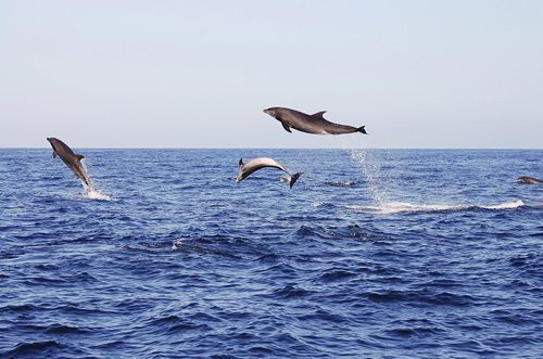 Essential Tips for a Memorable Dolphin Tour