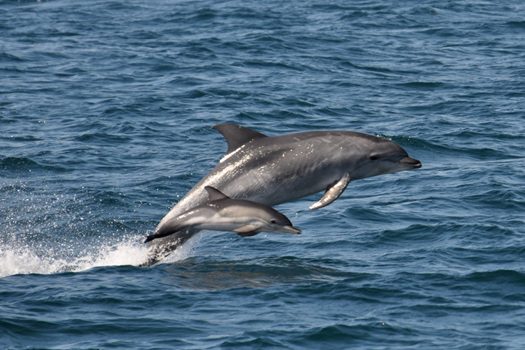 a dolphin jumping out of the water