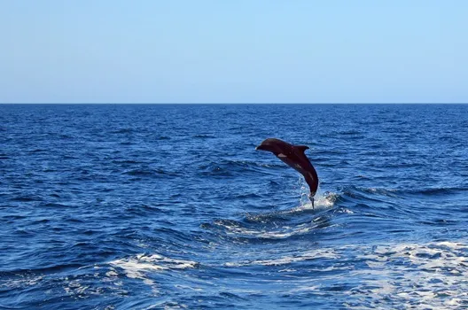 Dolphin leaping out of the ocean with blue sky and horizon in background.