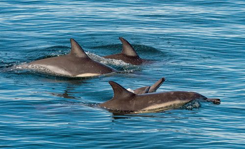 Why a Dolphin Tour Is the Perfect Gift for Mother’s Day and Beyond