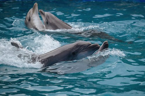 Tips for Choosing the Best Dolphin Watching Tour