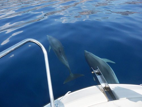 Tips for a Myrtle Beach Dolphin Cruise