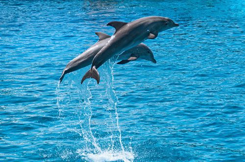 Reasons to Embark on a Dolphin Cruise This Summer
