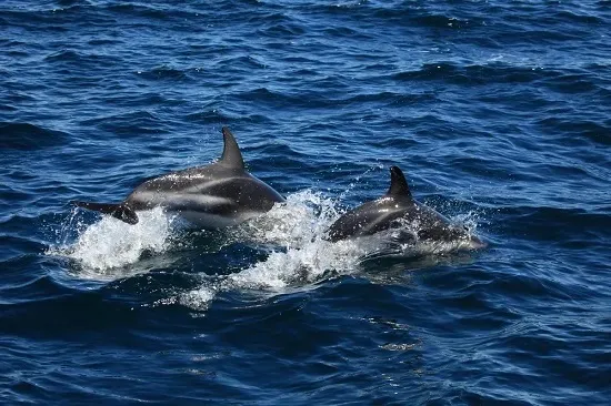 Dolphin Watch Cruise in Myrtle Beach, SC