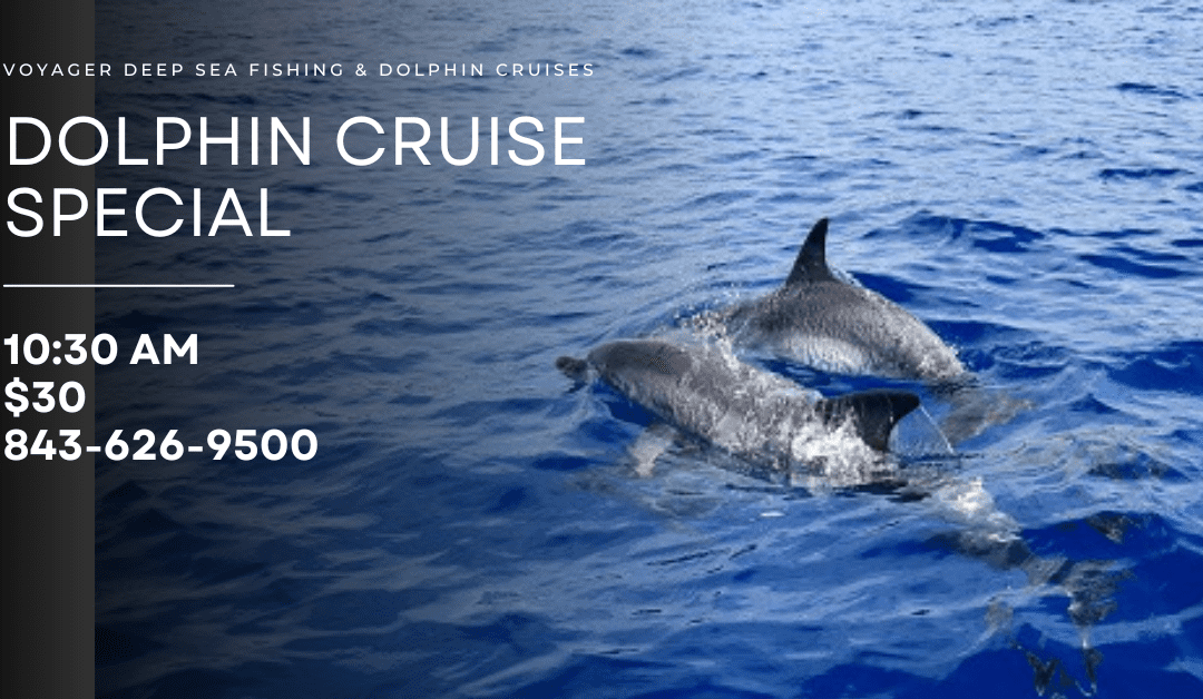 Discovering Dolphins in Myrtle Beach