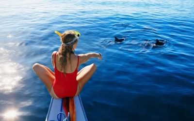 Tips When Going on a Dolphin Tour