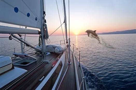 How to Prepare for a Dolphin Watch Cruise for the Best Experience