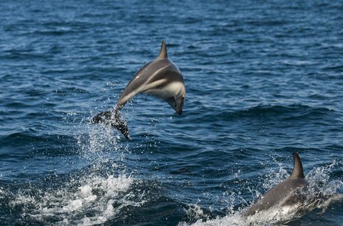Dive into the Wonders of Dolphin Watching