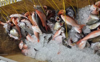 What Makes Fall Deep Sea Fishing Different in Myrtle Beach?