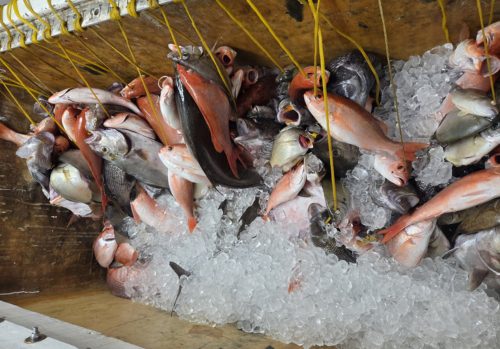 deep sea fishing trip in myrtle beach deep sea fishing trip in myrtle beach