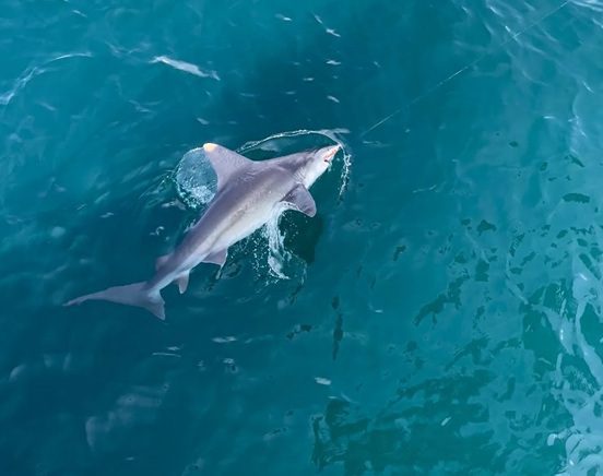 Tiger Shark Fishing in Myrtle Beach: The Ultimate Guide